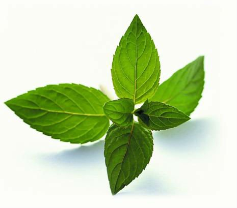 Produce - Herbs - Mint